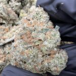 GELATO(459) $750 🍬🍭7️⃣