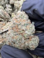 GELATO(459) $750 🍬🍭7️⃣