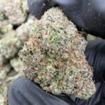 MOB(462) $775🍬🍭8️⃣