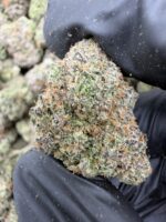MOB(462) $775🍬🍭8️⃣