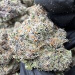 LIME GUSHER(455) $800🍬🍭8️⃣.5️⃣
