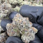 CHERRY SUSHIMI(456) $800🍬🍭8️⃣.5️⃣