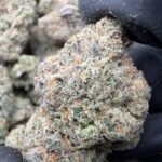 BUBBLEGUM(489) $750 🍭🍬7️⃣.5️⃣