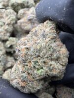 BUBBLEGUM(489) $750 🍭🍬7️⃣.5️⃣