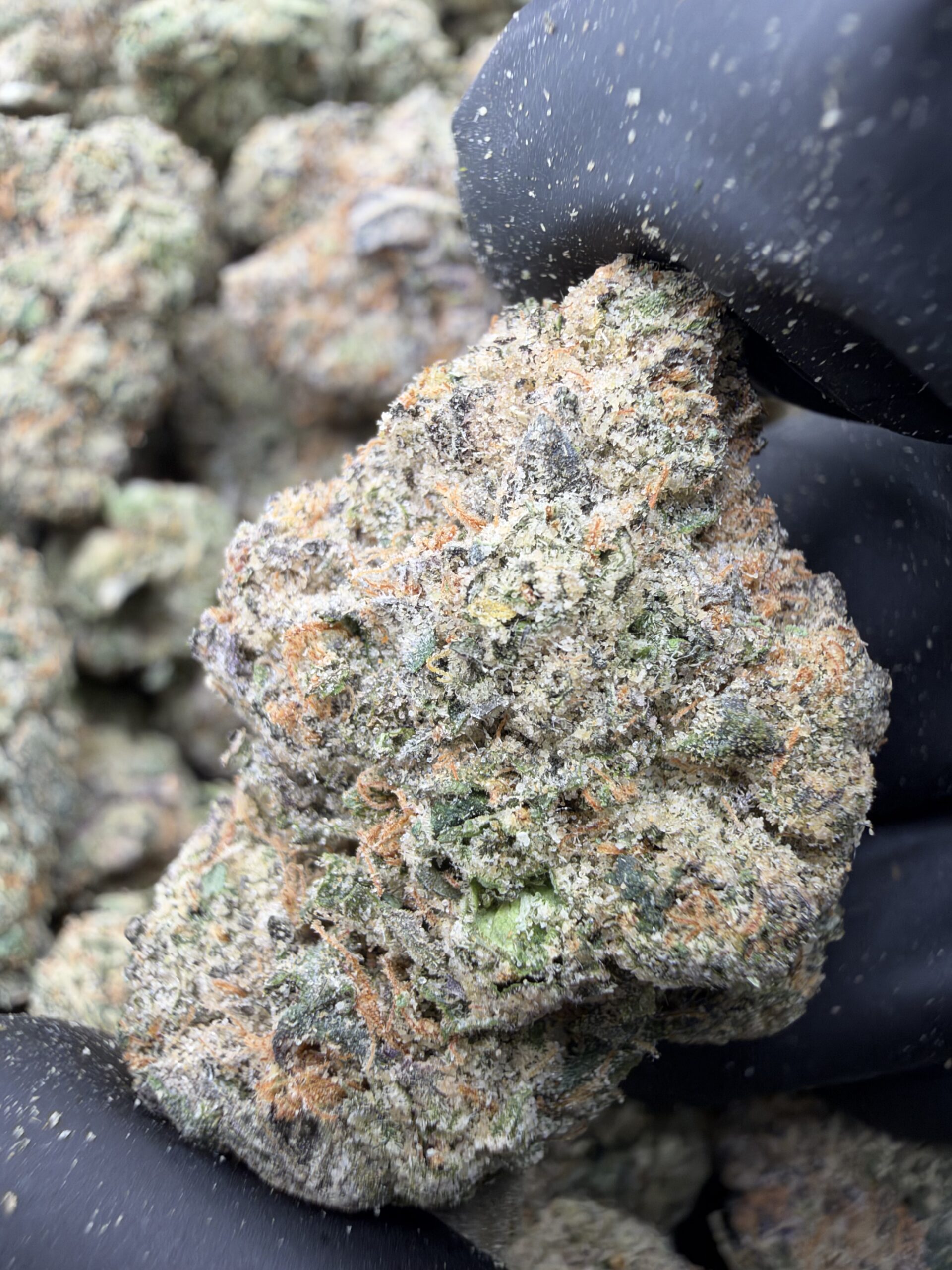IMG_5434 BUBBLEGUM(489) $750 🍭🍬7️⃣.5️⃣ - Image 1