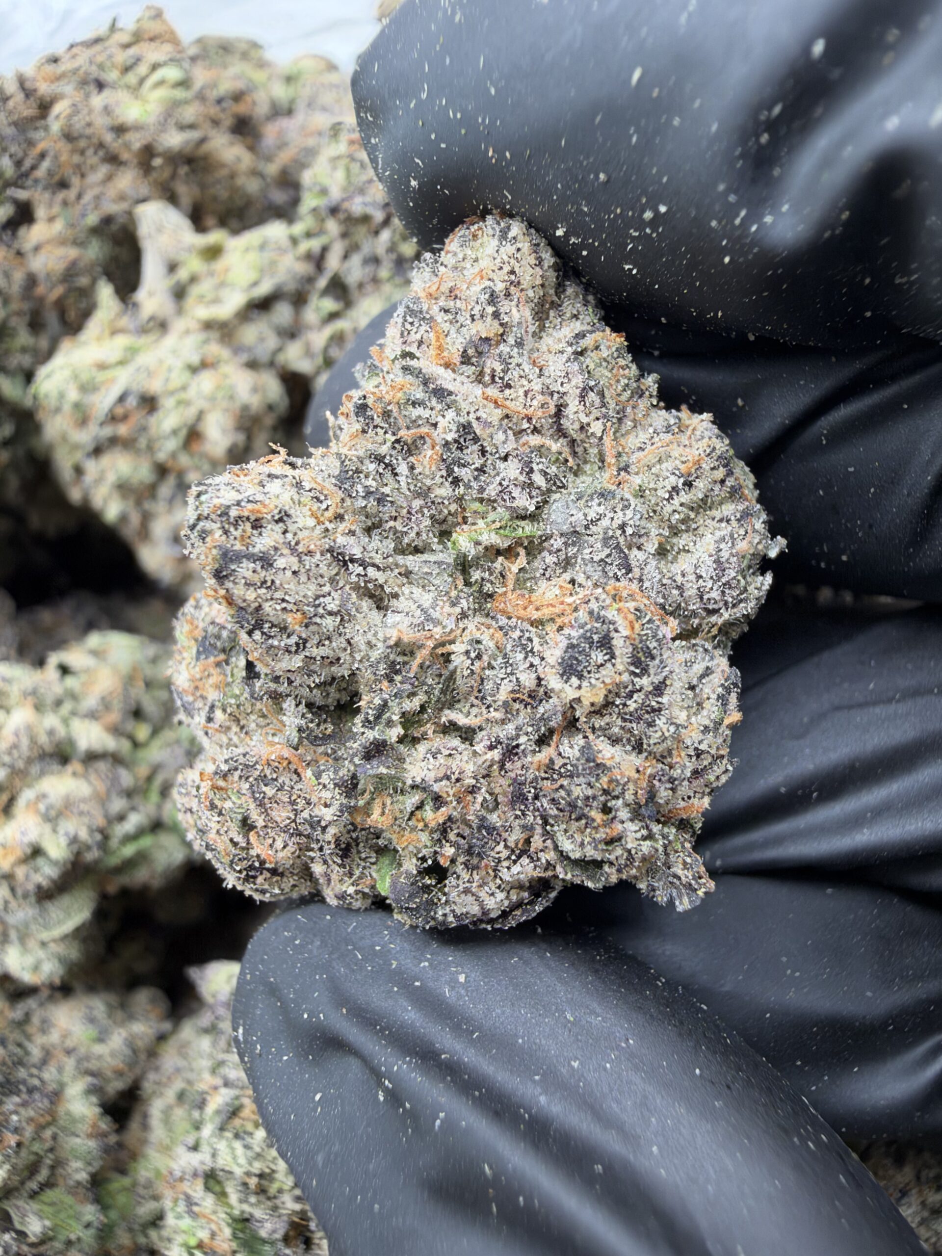 IMG_5454 LIME SODA(480) $800 🍬🍭8️⃣.5️⃣ - Image 1