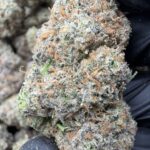 PURPLE GUAVA(491) $750 🍬🍭7️⃣.5️⃣
